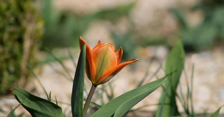 Madárbarátok Tanösvénye Budapest