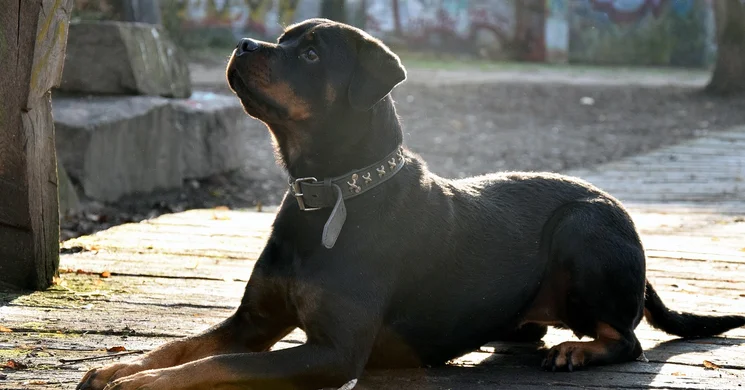 Rottweiler kiállítások 2025