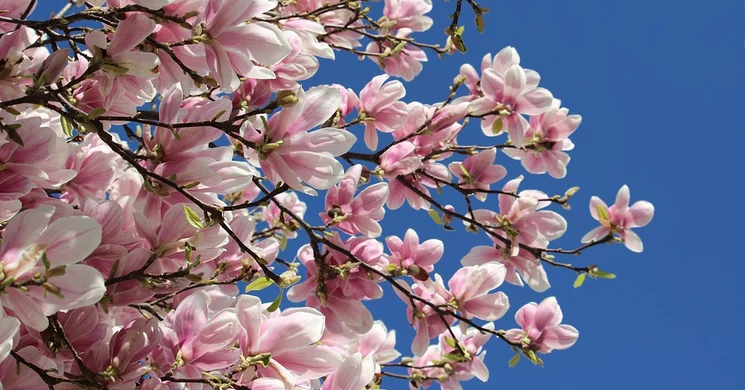 Márciusi fesztiválok 2026