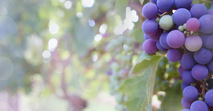 Szabadhegyi Szüret 2025