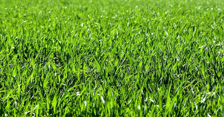 Váci Zöld Fesztivál 2025