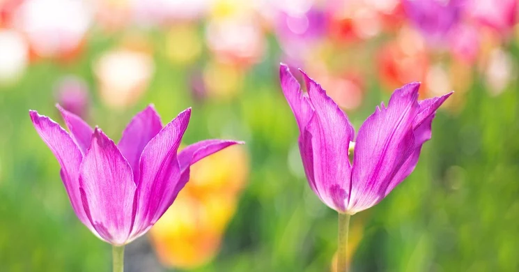 Békéscsabai Tavaszi Fesztivál 2025