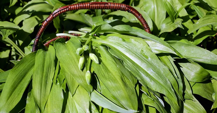 Medvehagyma Fesztivál Balf 2025