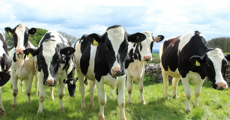 Tarka Fesztivál Bonyhád 2025