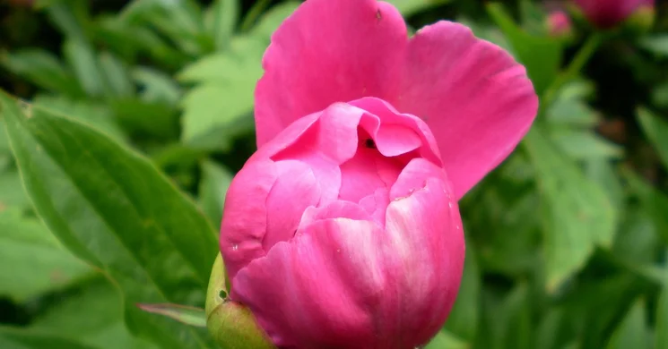 Szekszárdi Pünkösd 2025