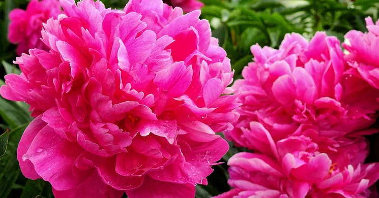 Pünkösd Jánosháza