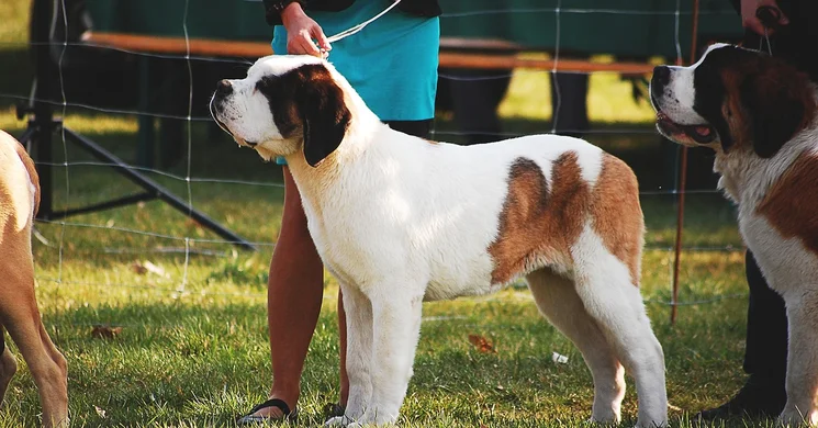 Kutyakiállítások 2025. Események, rendezvények