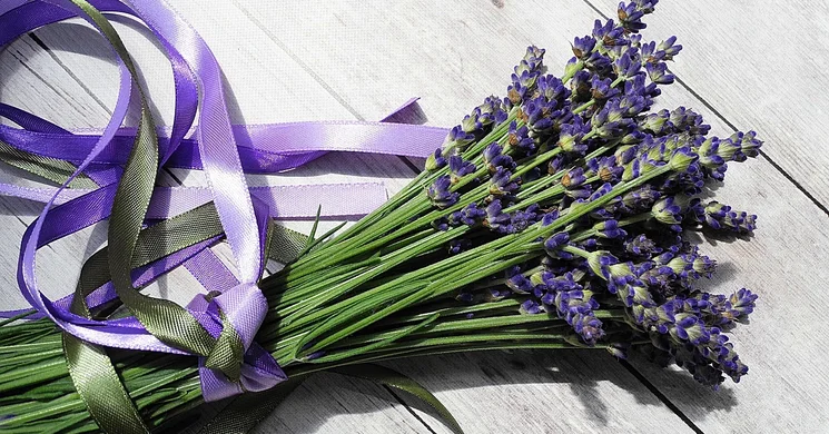 Szedd magad levendulaszüret programok 2025