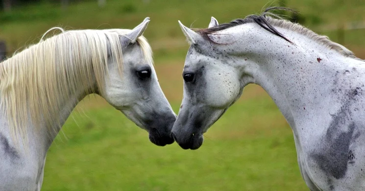 Lovasterápia a Fogyatékkal Élőkért Egyesület