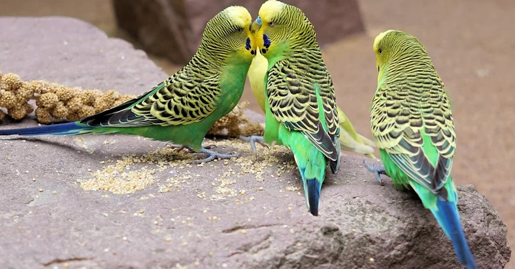 Kisállatbörze Békéscsaba 2025