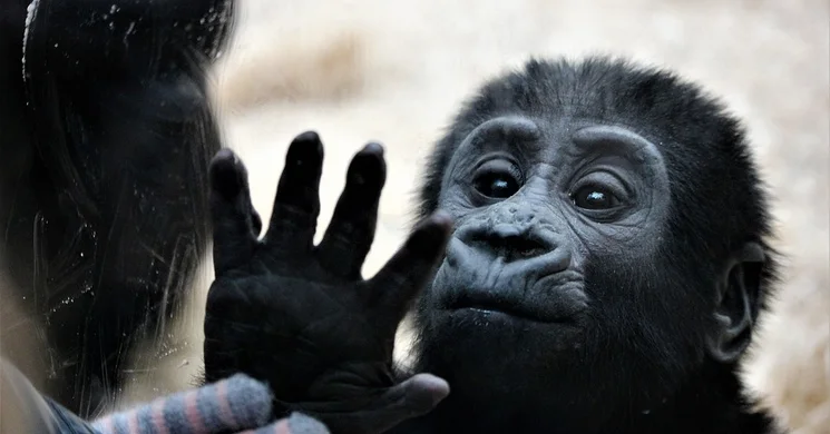 Állatkerti programok 2026. Események, rendezvények