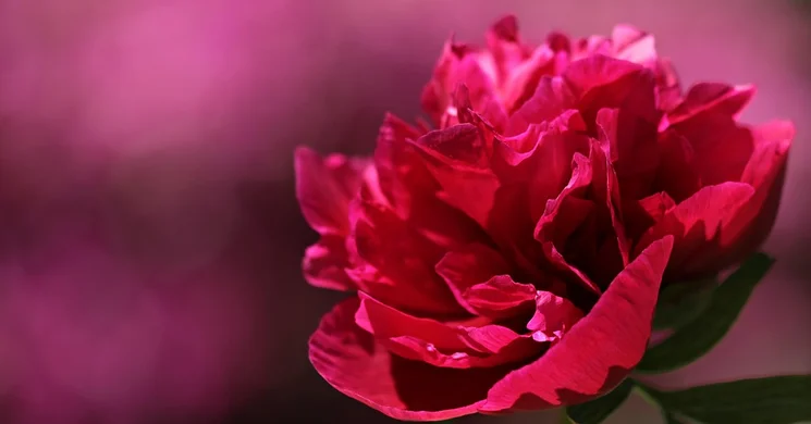 Pünkösd Budapest 2025. Ünnepi programok városszerte