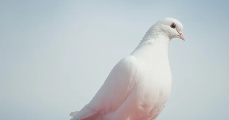 Galamb kiállítás 2025