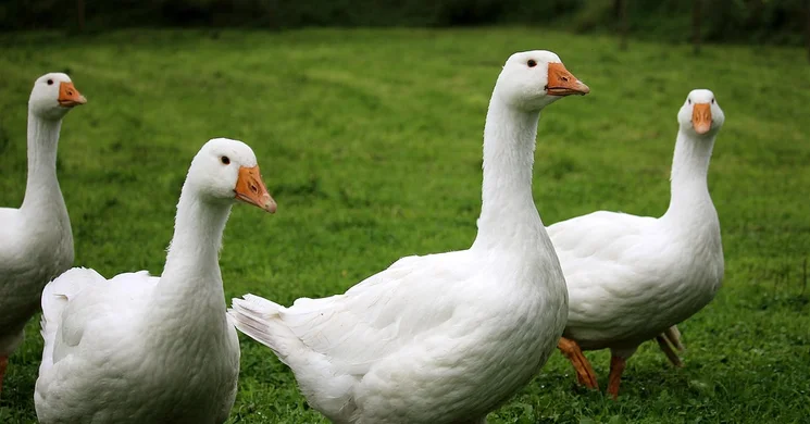 Márton-nap Tiszavasvári 2025. Márton-napi vigasságok