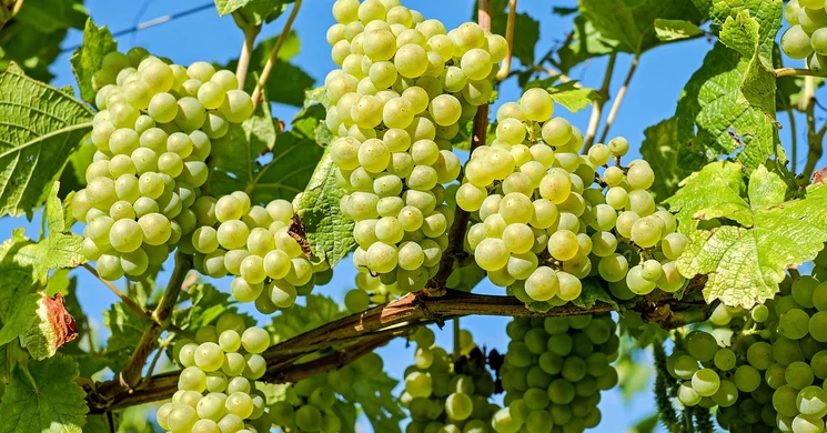 Nagytétényi Szüreti Mulatság 2025 Budapest