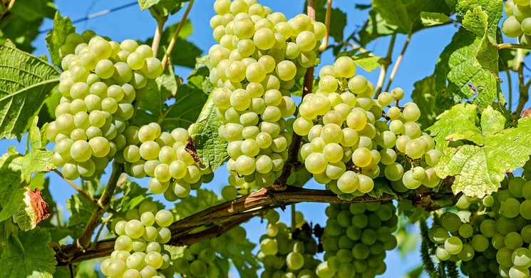 Batthyány Pince Villánykövesd