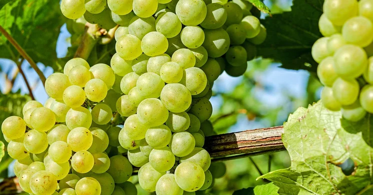 Szüret Nemesbük 2025. Szüreti felvonulás