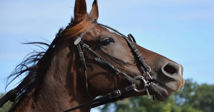 CVI Budapest 2025. Nemzetközi Lovastorna Verseny