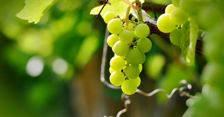 Szüret Koppánymonostor 2025. Szüreti felvonulás és bál