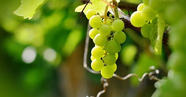 Fóti Szüret és Fröccsfesztivál 2025