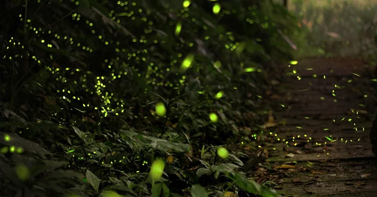 Szentjánosbogár éjszakai túra 2025 Epöl