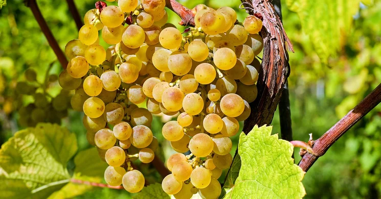 Szüret Szigetújfalu 2025