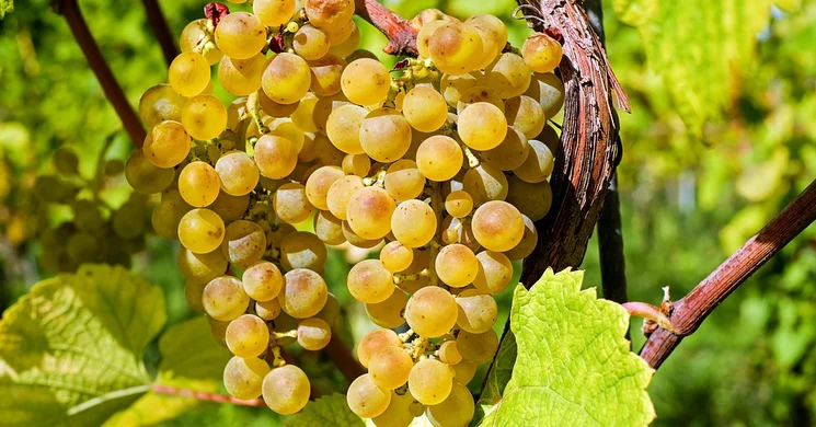 Verőce Szüreti felvonulás és mulatság 2025