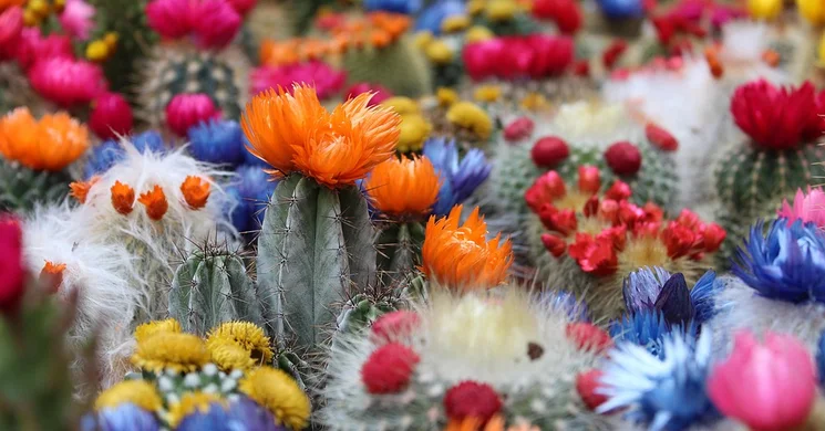 Kaktuszkiállítás Debrecen 2025