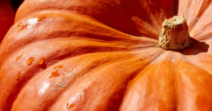 Halloween Polgár 2025