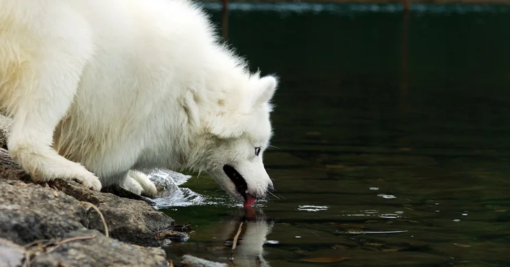 Szánhúzó kutya versenyek 2025