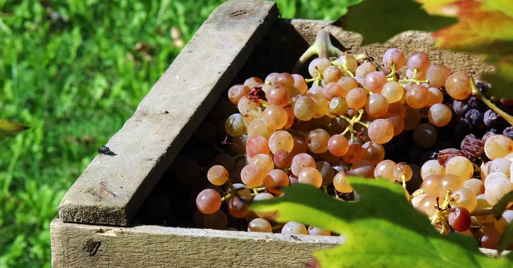 Szüreti Mulatság Hajdúsámson 2025