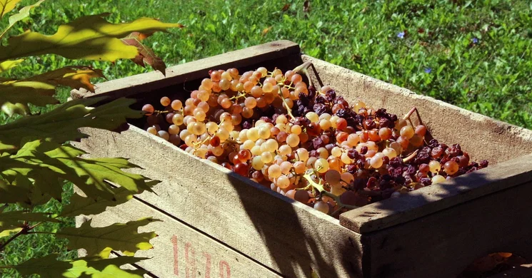 Dunavarsányi Szüret 2025