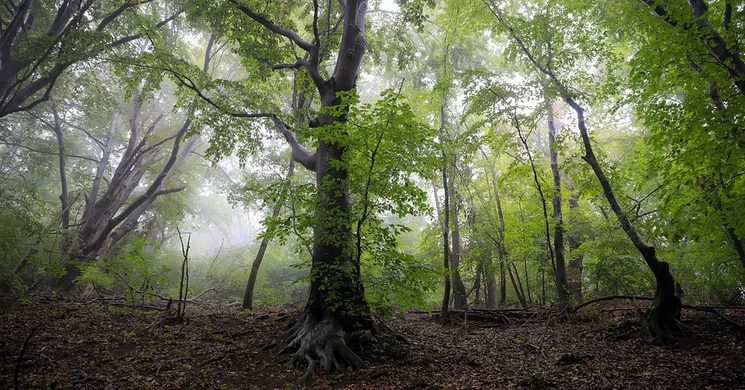 Belátó-kilátó Óbánya