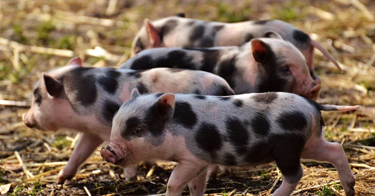 Pécs állatvásár 2025. Országos nagyállatvásár valamint kishaszonállat és hobby állatvásár