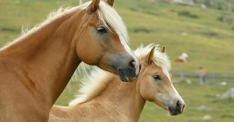 Síkvölgyi Lovasnapok 2025 Tatabánya