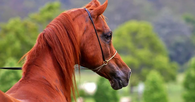 Buffalo Bill Western Lovastanya Lajosmizse