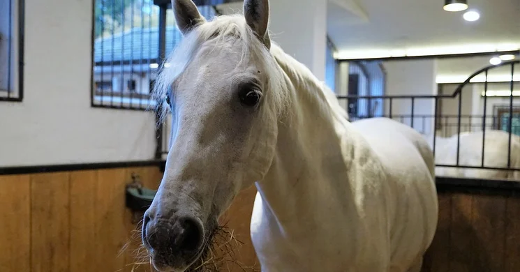 Lipicai Lóárverés Szilvásvárad 2025