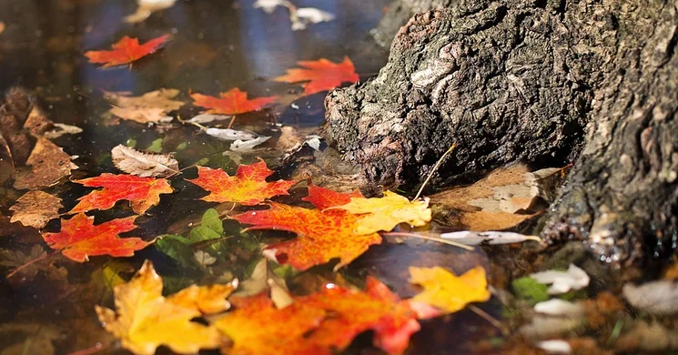 Márton-nap Fejér megye 2025