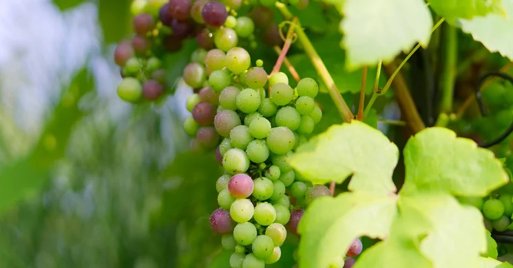 Szüret Túrkeve 2025. Szüreti felvonulás és bál