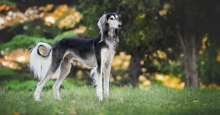 Nemzetközi 3x CACIB Kutyakiállítás 2025 Komárom