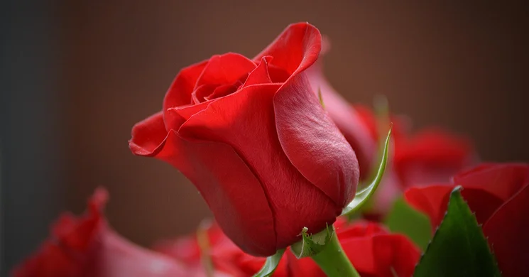 Házasság hete Szentendre