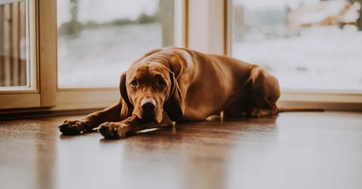 Vadászati Kulturális Egyesület