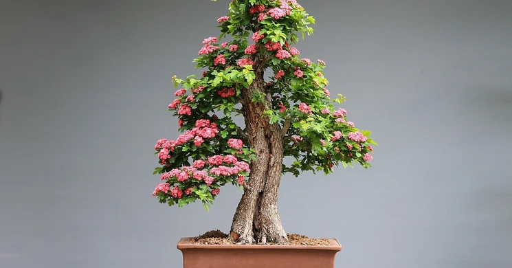 Egyetemi Bonsai Club programok 2025 Budapest. Események, előadások, rendezvények