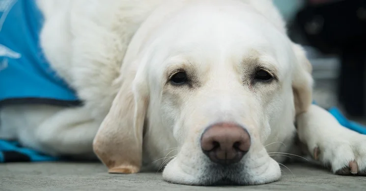 Vakvezetőkutyák napja