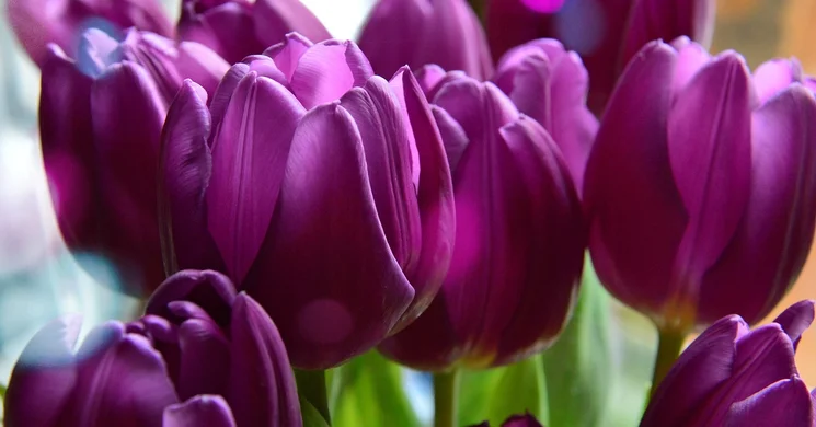 Nőnapi kisvasutazás 2026 Kaszó