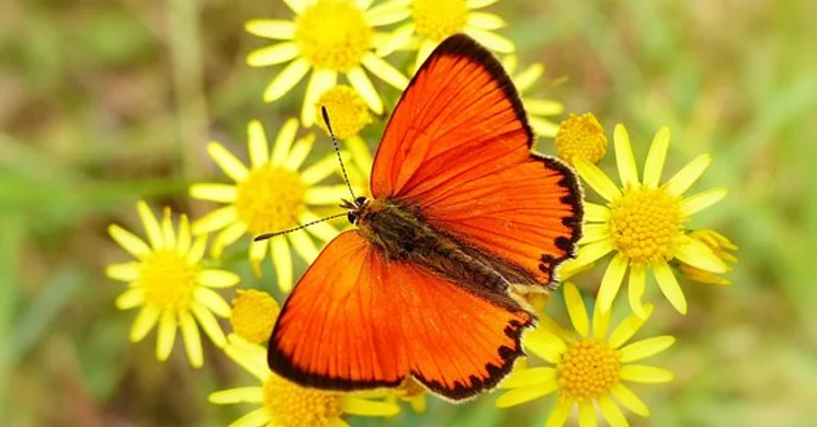 Állatszeretet Fesztivál 2025. Állatszeretet Ünnep a Fővárosi Állatkertben