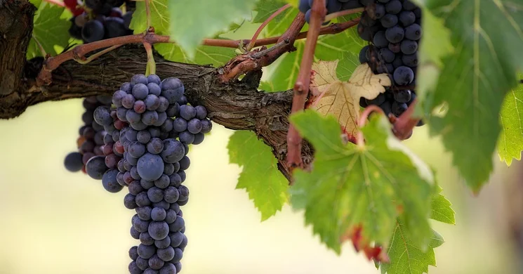 Bócsa Szüreti Napok 2025