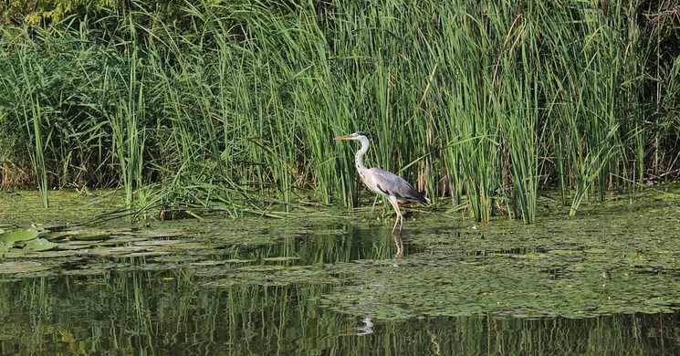 Búsvári halastó-kilátó Mesztegnyő