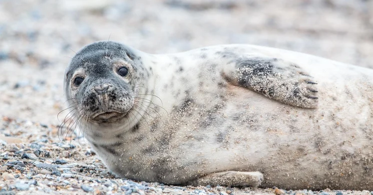 Nemzetközi fókavadászat-ellenes nap