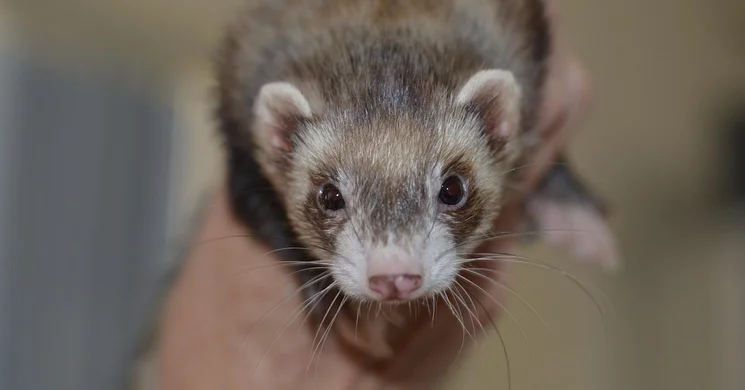 Vadászgörény Kiállítás 2025 Budapest